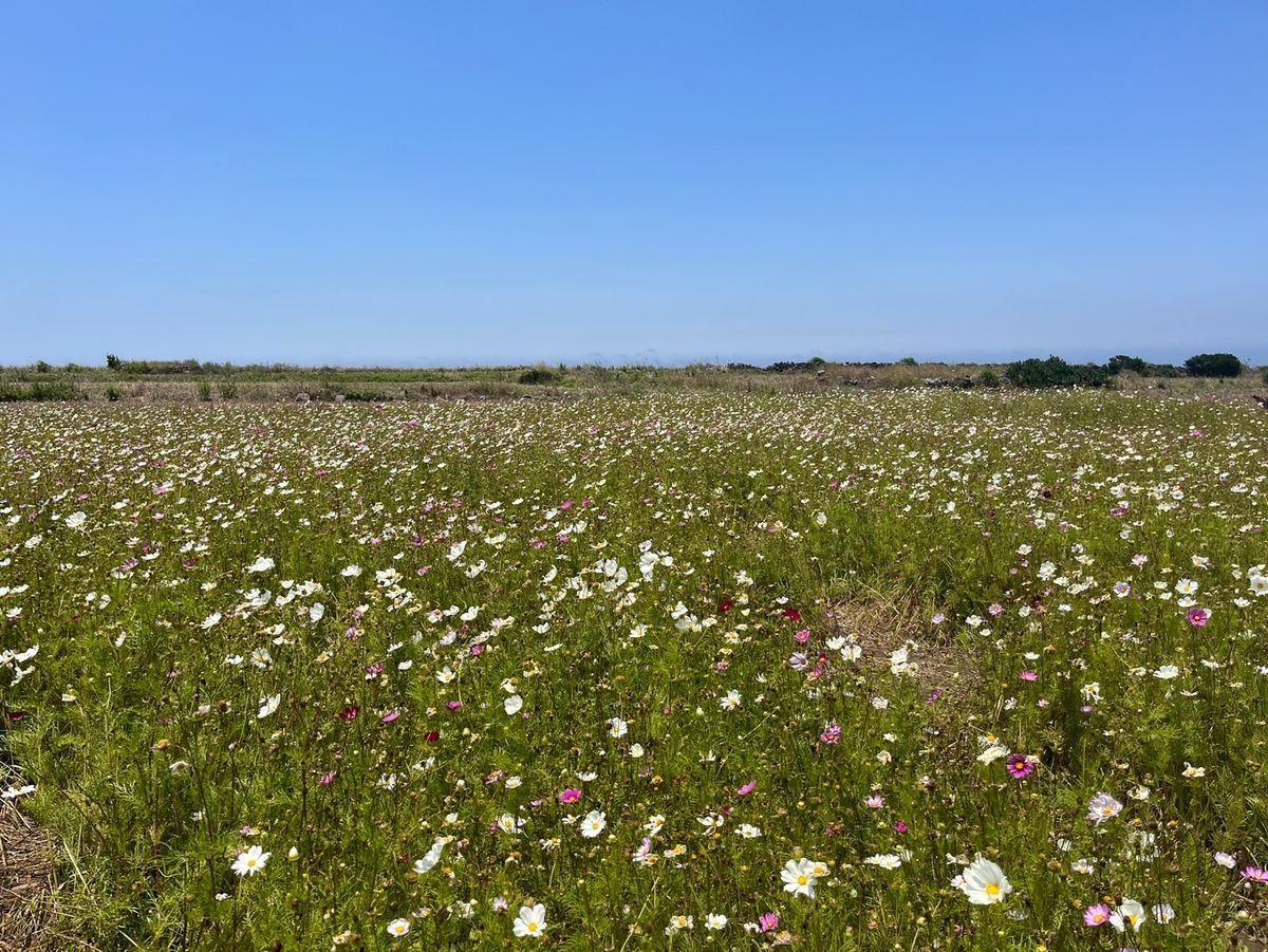 제주는 가파도입니다.