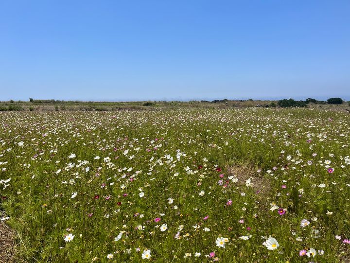 제주는 가파도입니다.